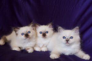 birman kiscicák a Sábacat kennelben