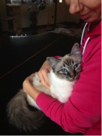 Sábacat cattery birman macska