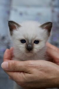 Sábacat birman macska kölyök