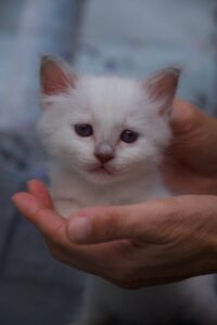 Sábacat cattery birman macska kölyök