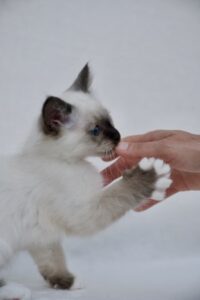 Sábacat cattery birman cica