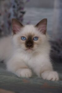 Saba birman cica kölyök