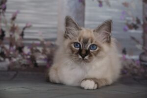 Saba birman cica