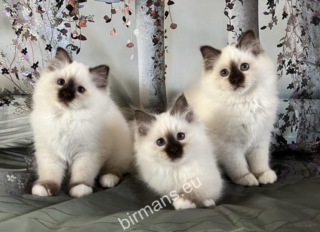 Birman kittens from previous Saba litter – blue and seal point – WCF registered breeder Hungary