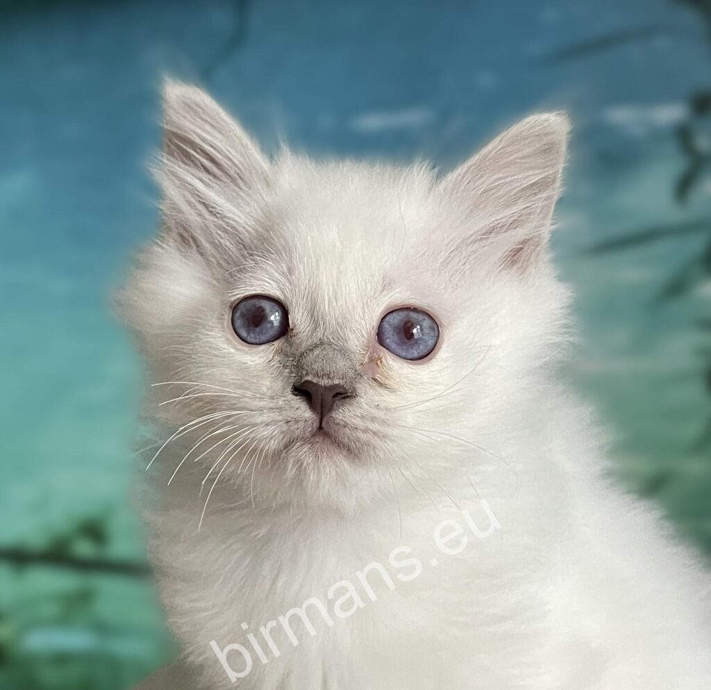 Lilac point Birman kitten portrait with blue eyes – Saba Urielle – Hungary breeder