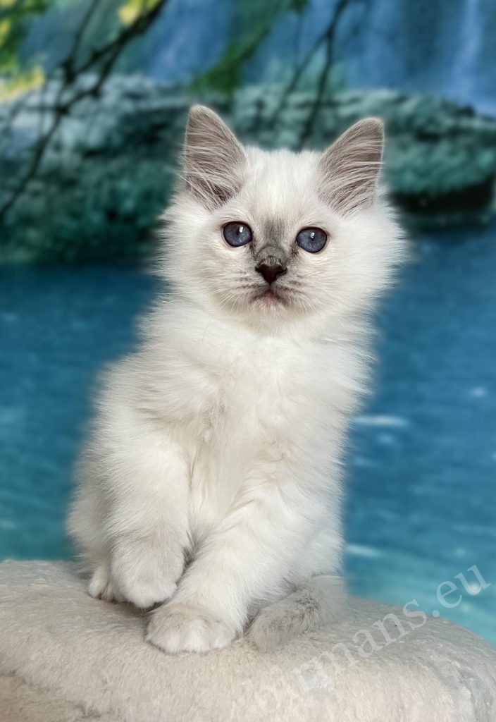 Saba Urielle lilac point Sacred Birman kitten with deep blue eyes
