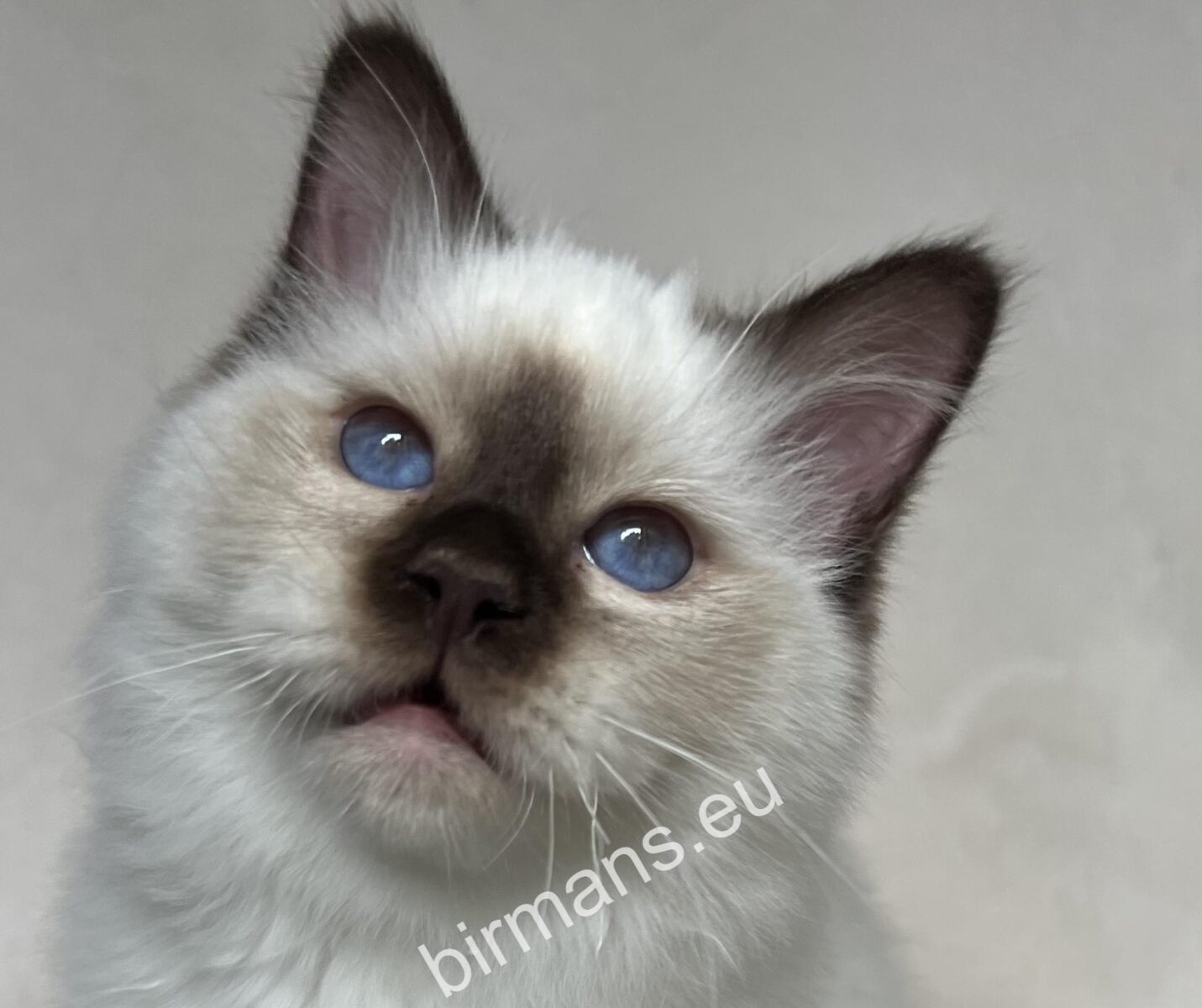 Birman macska portré természetes fényben – személyiség és tudatos kiválasztás a Saba Birman világában