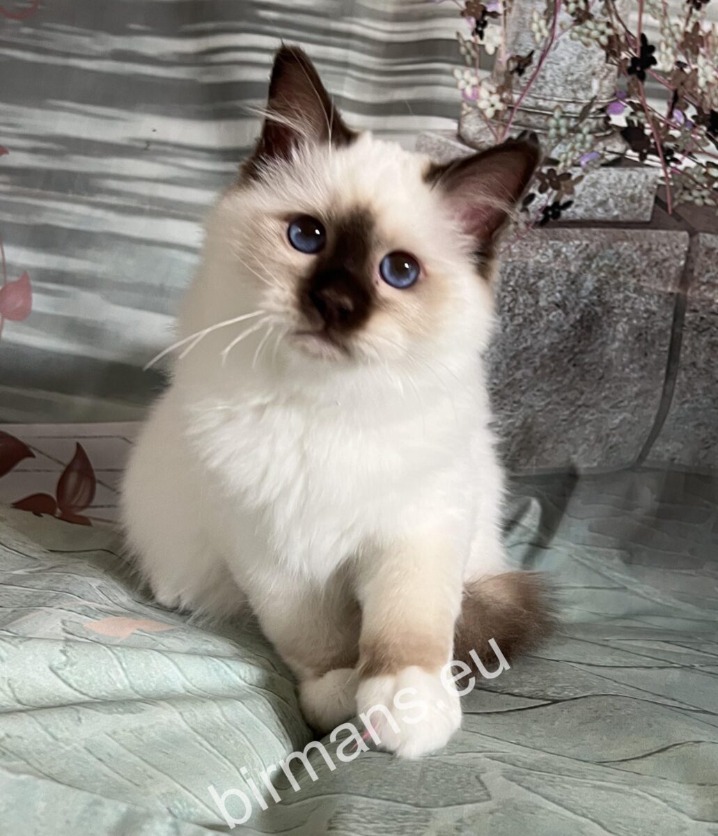 Saba Birman csokoládé point macska portré – Birman tenyészet Magyarország