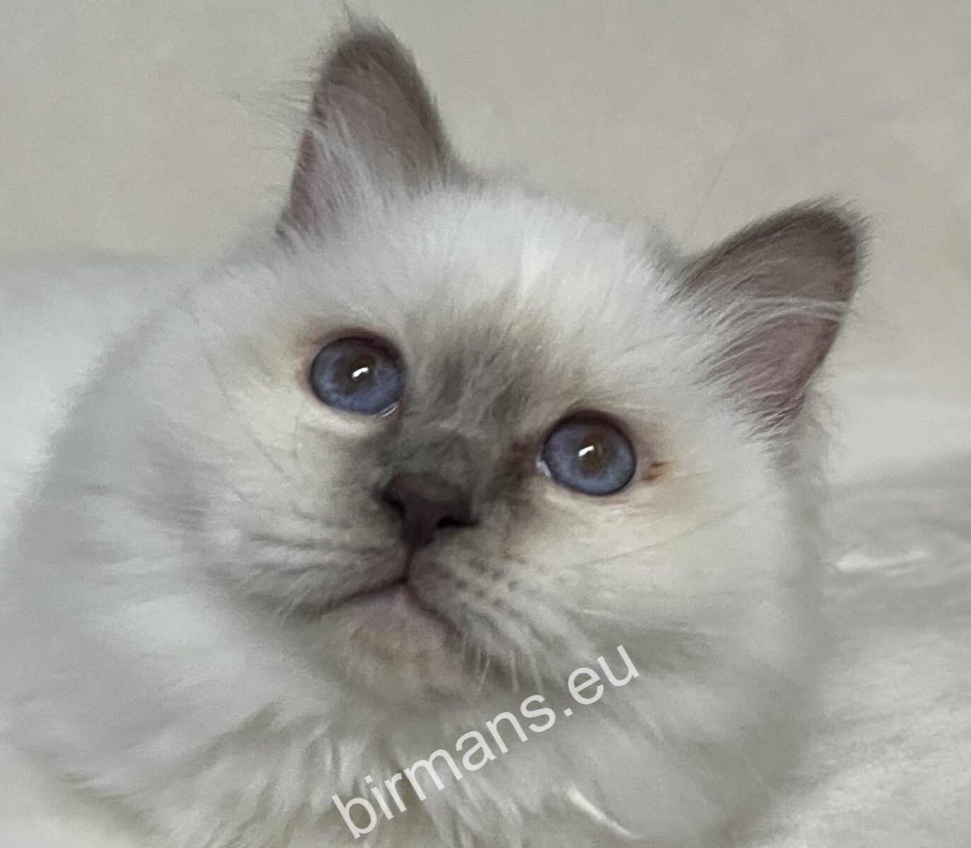 Saba Birman kiscica közeli portré természetes fényben – WCF Birman tenyészet Magyarország