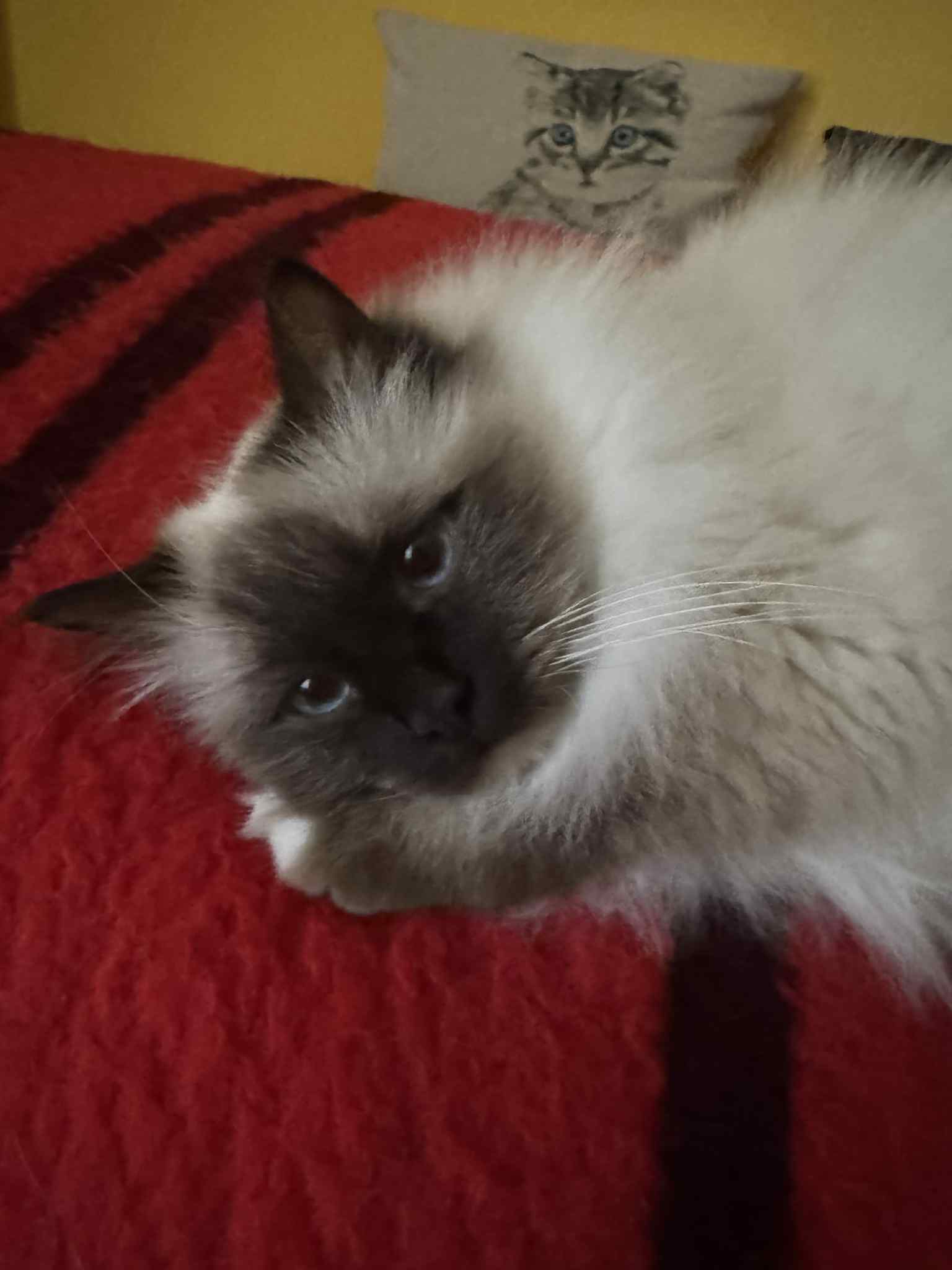 Saba Genezis, nyugodt Birman macska természetes otthoni környezetben