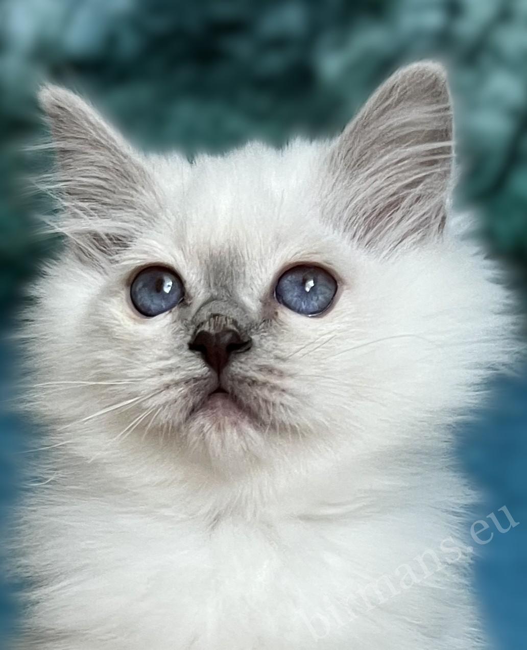 Saba Urielle purple polka dot Burmese holy temple kitten puppy with blue eyes