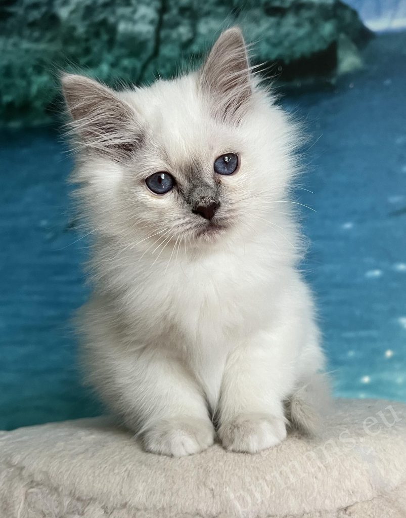 Saba Urielle lila pont színű burmai szent templommacska kölyök kék szemekkel portré