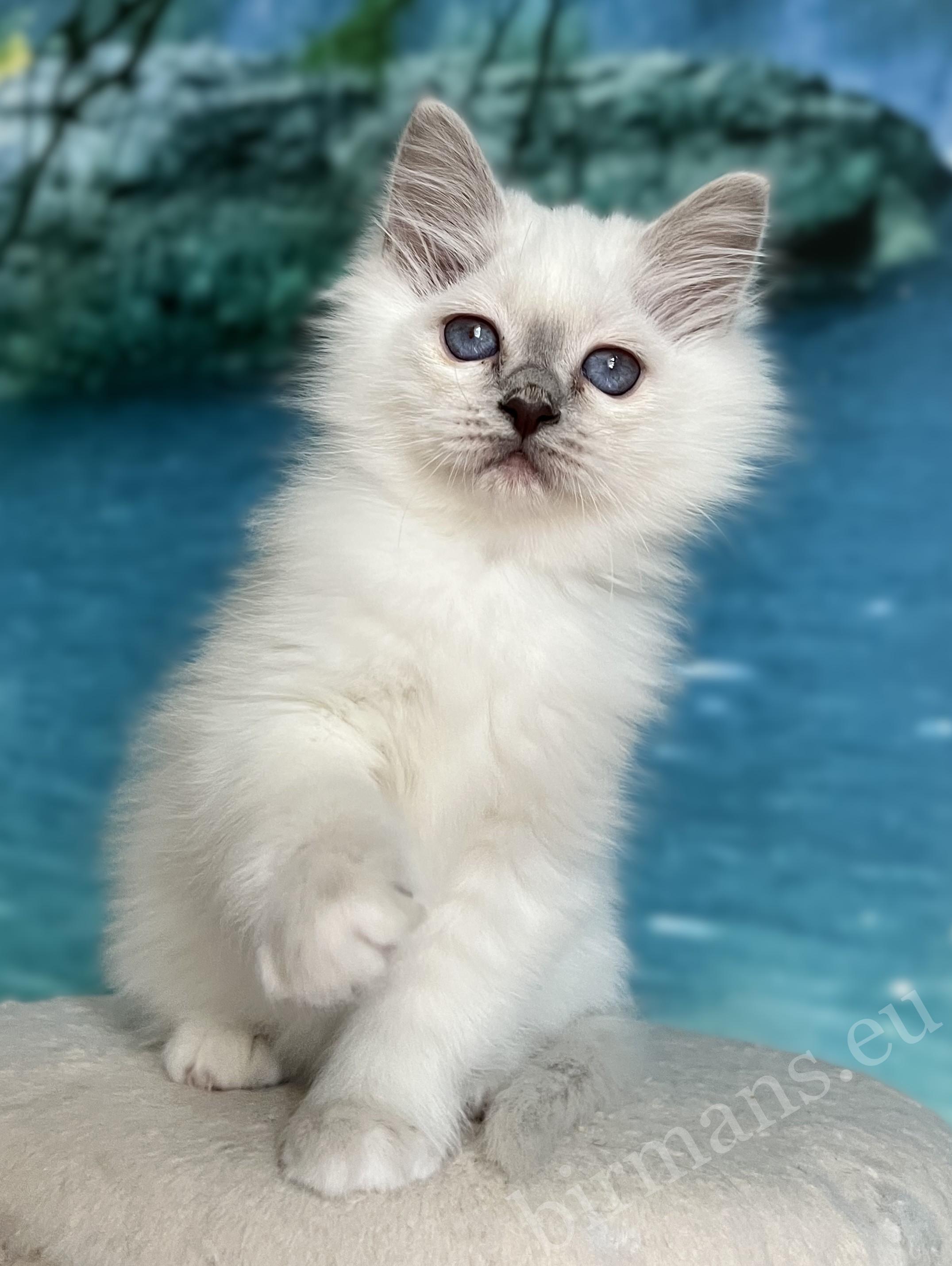 Saba Urielle Birman puppy with blue eyes - WCF breeding Hungary
