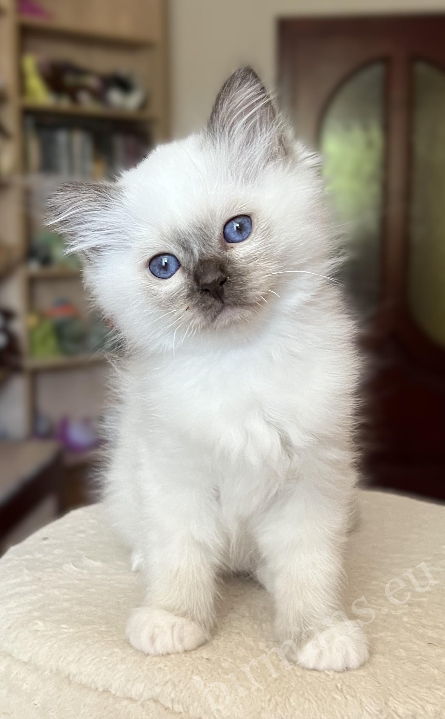 Saba Vela csokoládé point Birman kiscica 8 hetesen álló pózban
