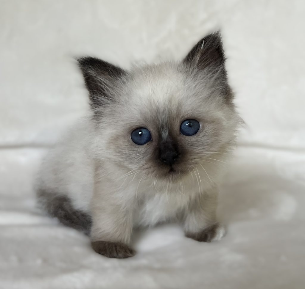 Saba Xylo fóka point Sacred Birman kandúr kiscica mélykék szemekkel fehér háttér előtt