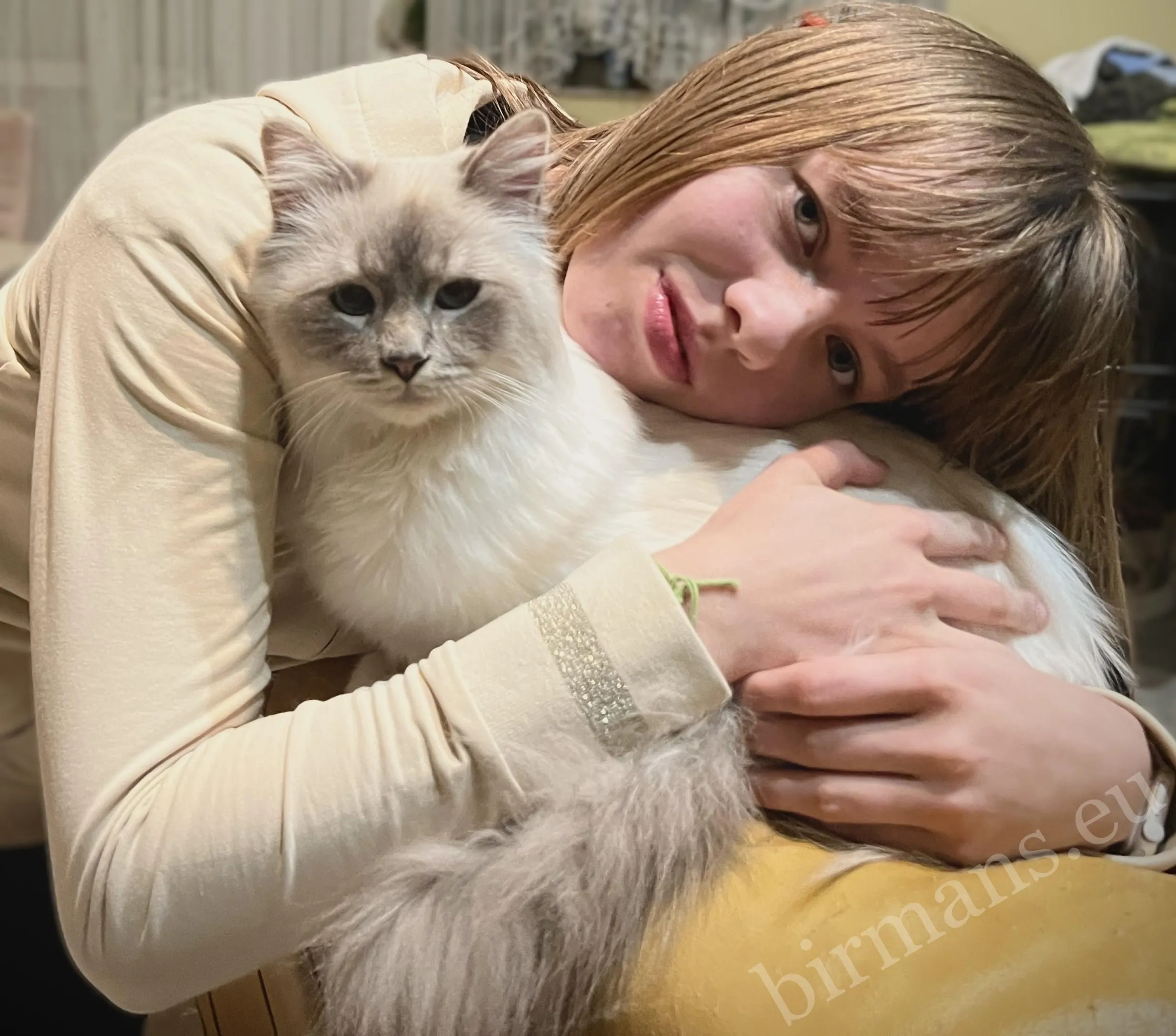 Anna és ECH Európa Bajnok Yochi Birman kandúr közeli portré