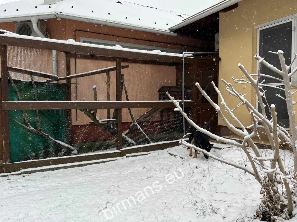 Az első külső–belső teres kifutó a Saba Birman tenyészetben