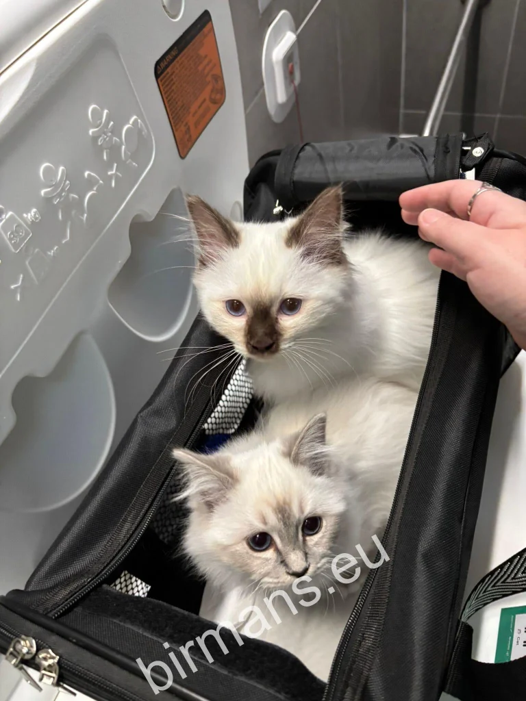 Saba Birman Burmese holy temple kittens in transport box on plane - international trip to join their family
