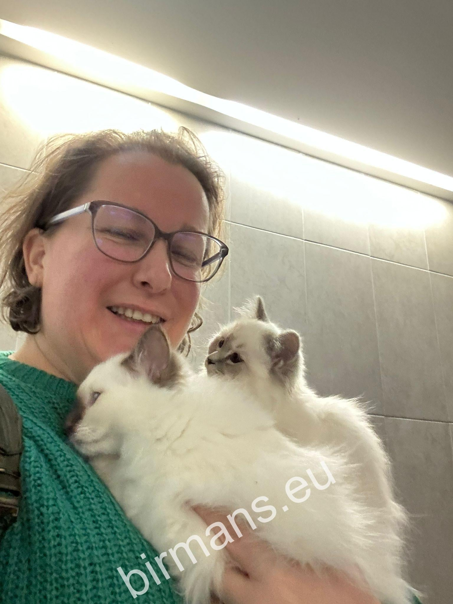 Saba Birman Burmese Holy Temple kittens fly to their new families - international transport from Saba Birman breeding