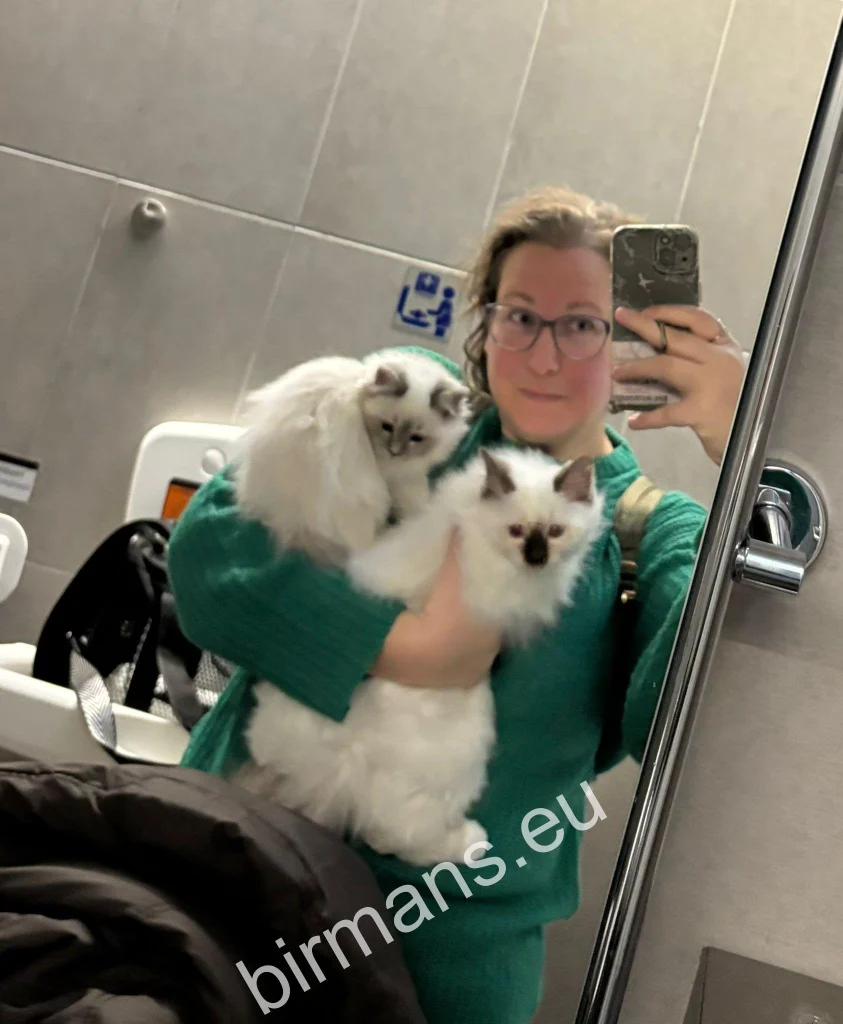Saba Birman Burmai Szent Templommacska kölykök repülőn a szállító karjaiban nemzetközi utazás közben