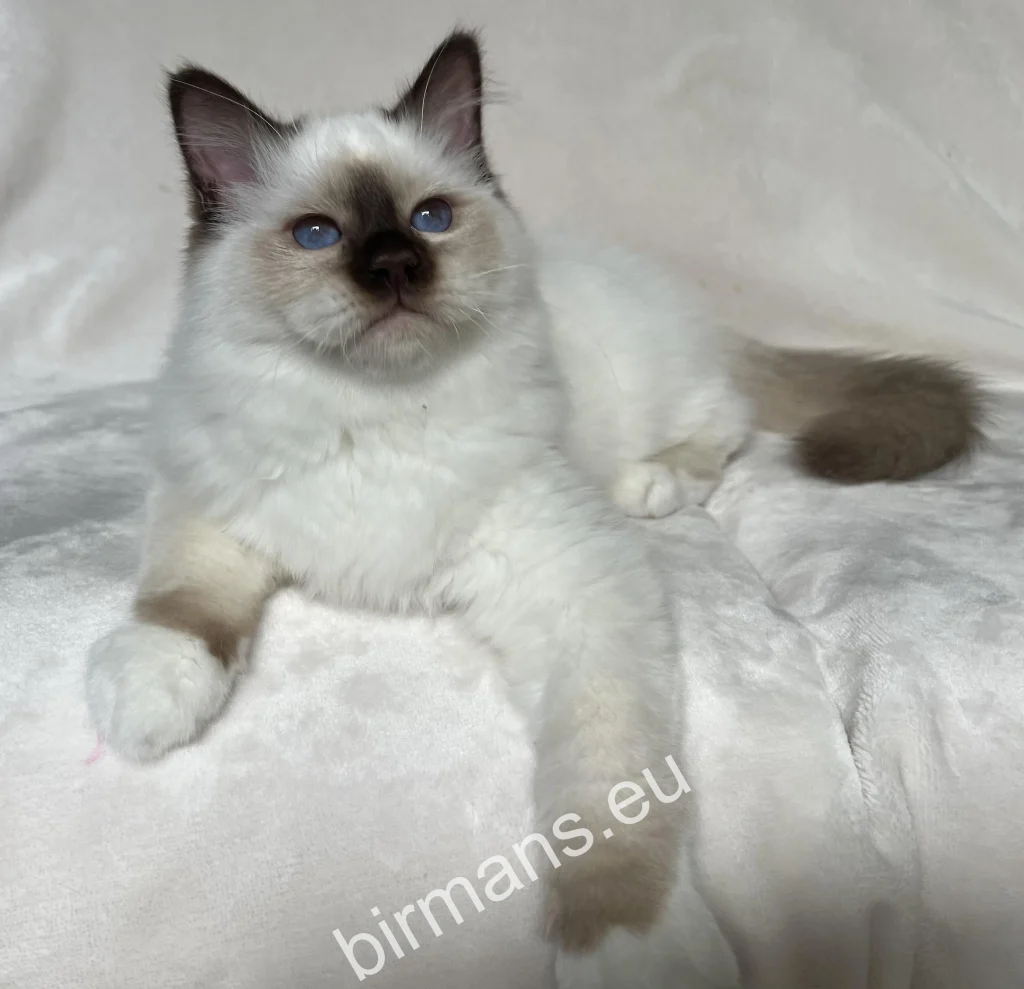 Saba Ocean Saba Birman Burmai Szent Templommacska kölyök indulás előtt új svájci otthonába