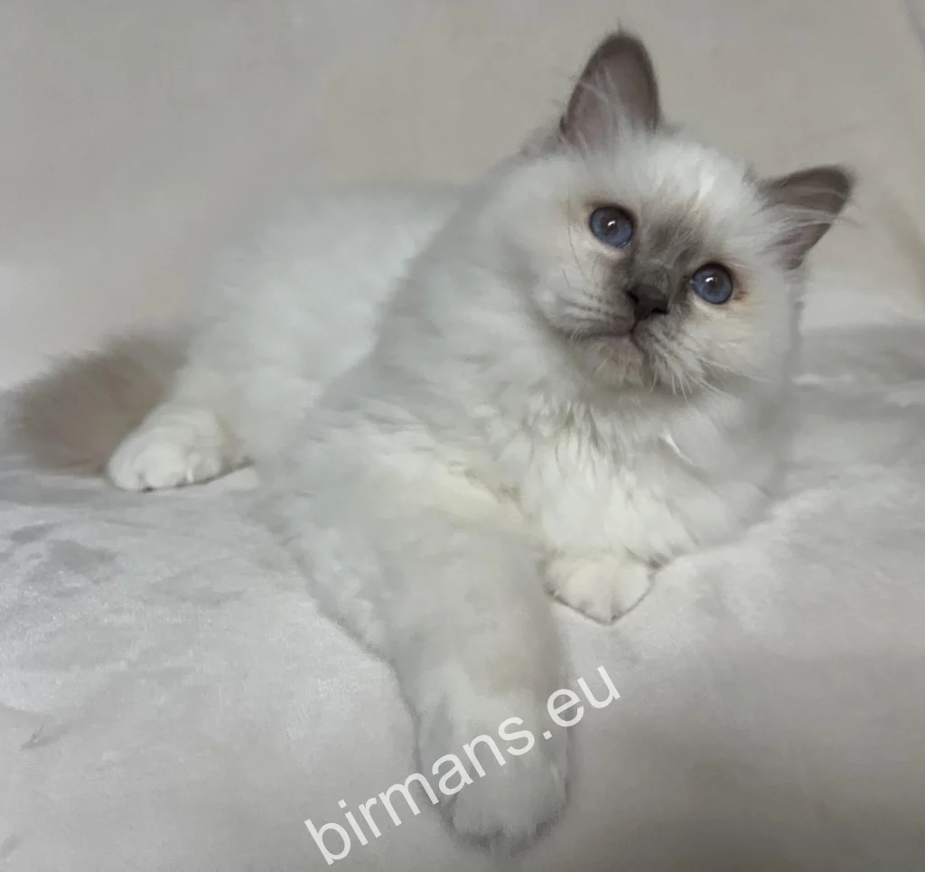 Saba Onyx Saba Birman Burmai Szent Templommacska kölyök indulás előtt új svájci családjához