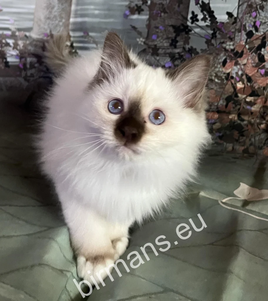 Saba Petur Saba Birman Burmai Szent Templommacska kölyök indulás előtt új családjához Spanyolországba