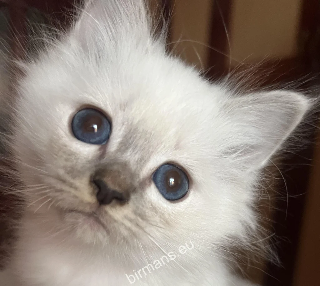 Saba Sienna Saba Birman Burmai Szent Templommacska kölyök indulás előtt új családjához Spanyolországba