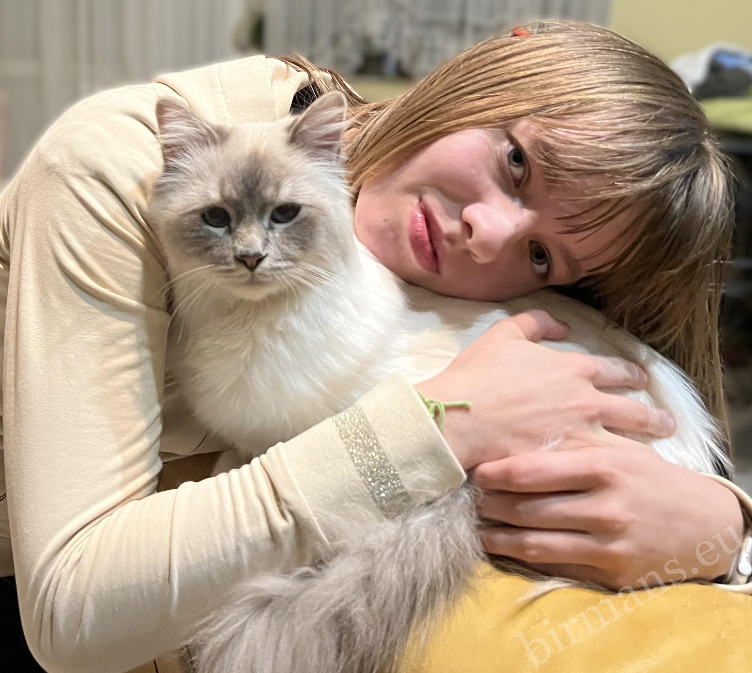 Anna from the Saba Birman breed hugs a Burmese Holy Temple cat - a Birman cat raised in a family environment