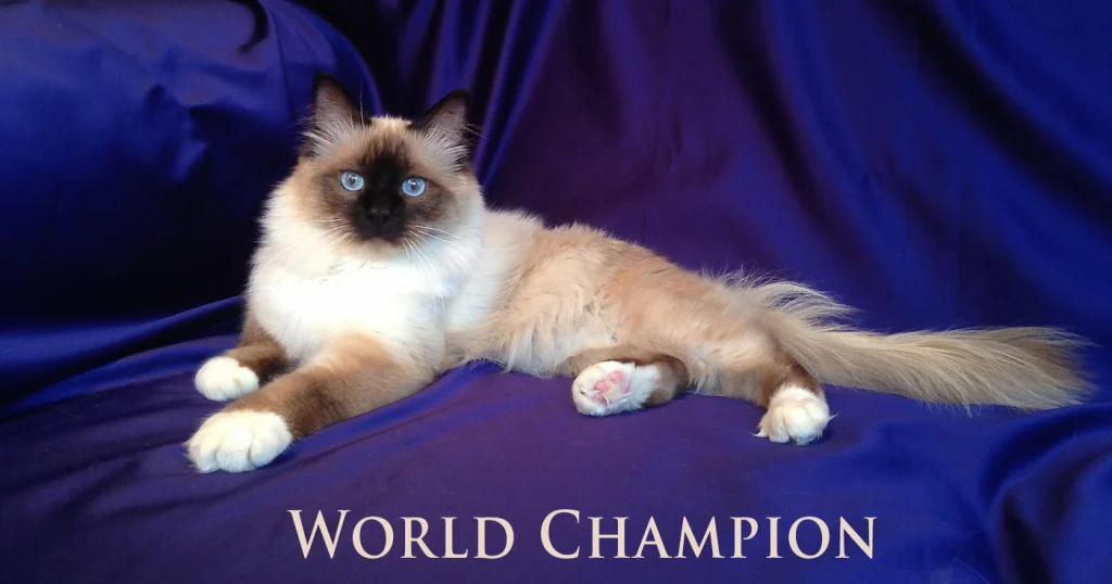 WCH Moonlight Yenzo of Saba („Yoda”) – a Saba Birman tenyészet első World Champion kandúrja.