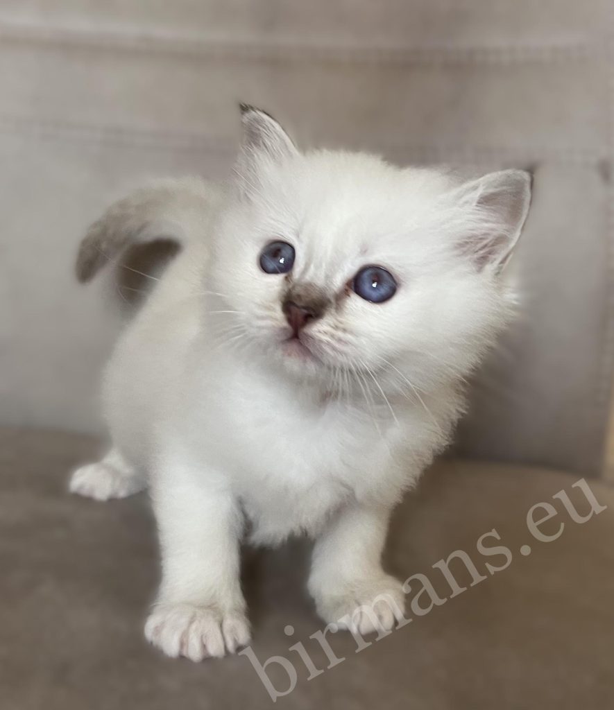 Saba Willow csoki cirmos Birman nőstény kiscica álló pózban