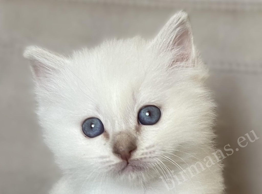 Saba Whisper lilac tabby Birman tom kitten close-up eye portrait