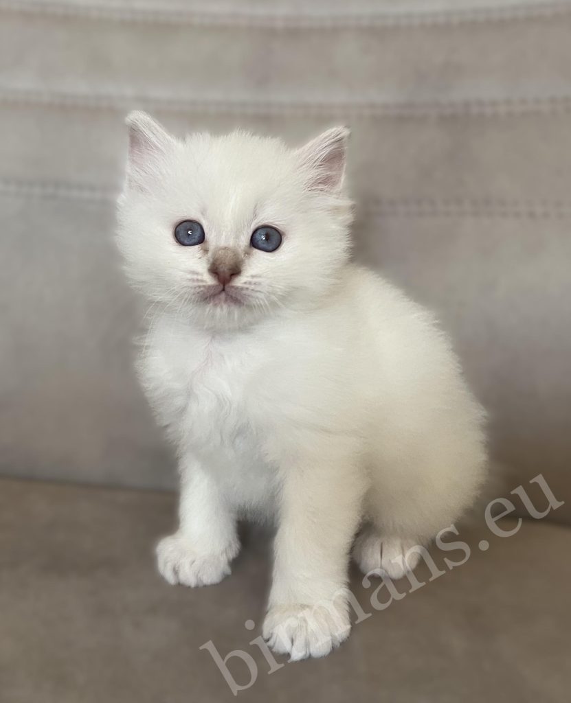 Saba Whisper lila cirmos Birman kandúr kiscica ülő pózban