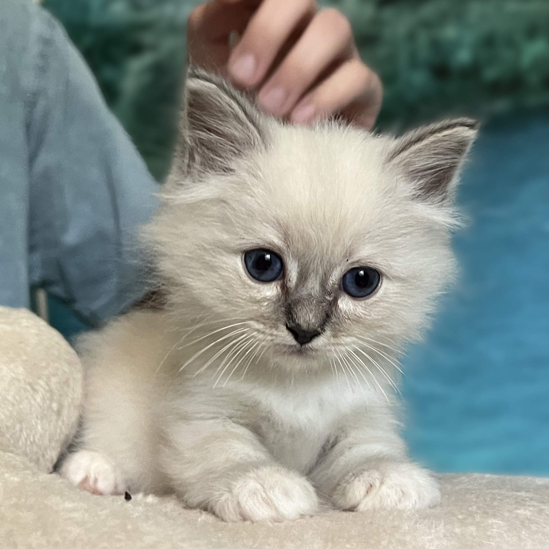 Saba Zeno kék cirmos Sacred Birman kandúr a kaparó tetején ülve figyelmesen nézelődik, miközben tenyésztője szeretettel simogatja.
