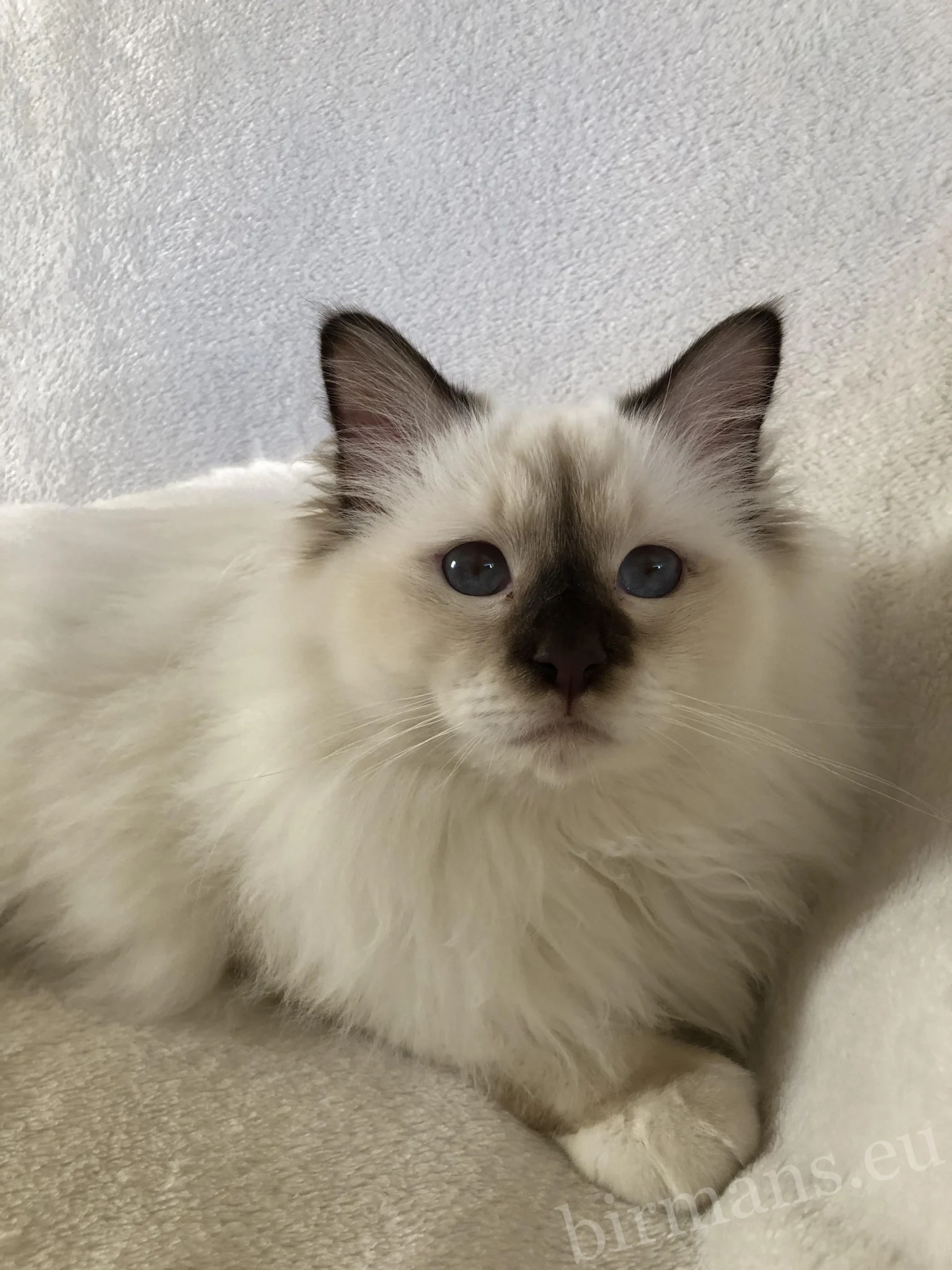 ECH Beethoven Johnnatarie-E of Saba Birman kandúr portré – Europa Champion minőség