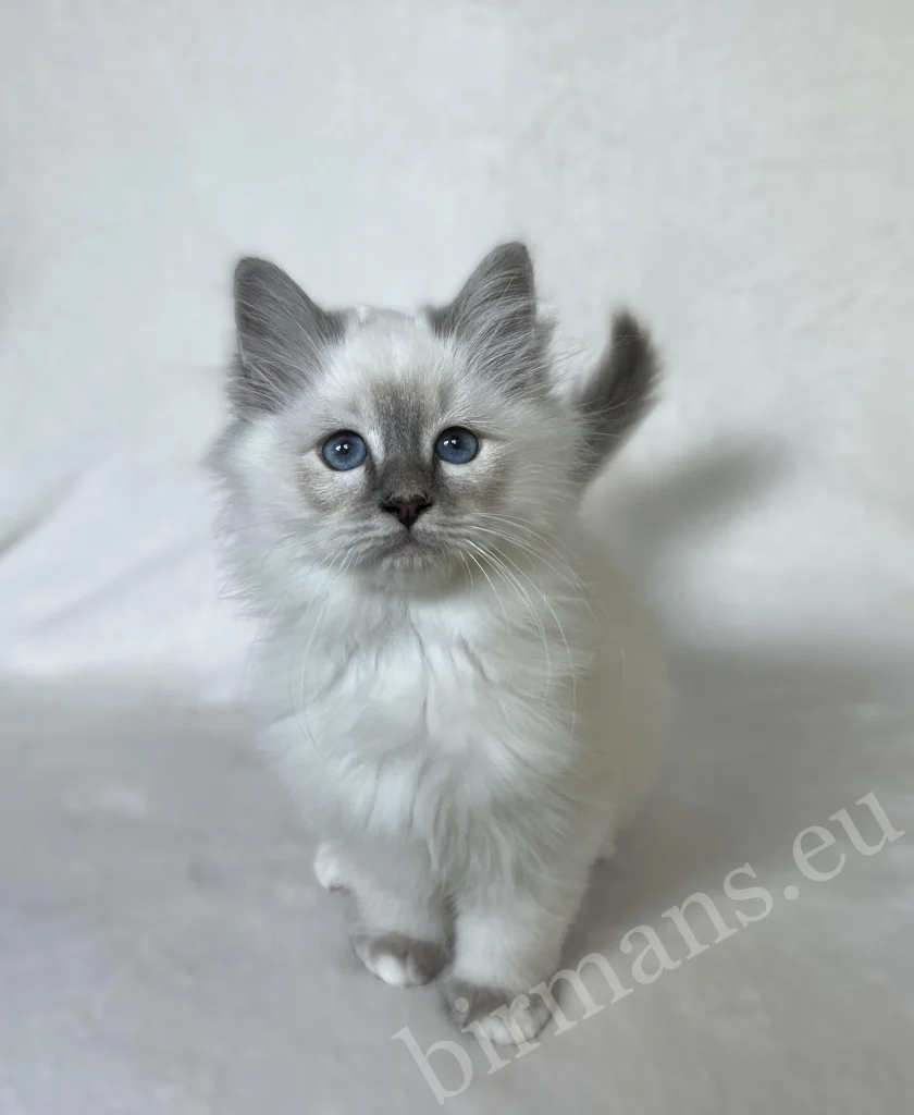 kék cirmos Birman kiscica álló portré, kék szemek