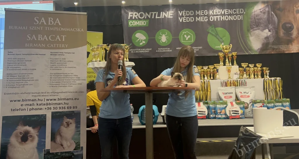 Birman fajtabemutató, Macska Mánia Budapest 2025, Saba Birman Cattery