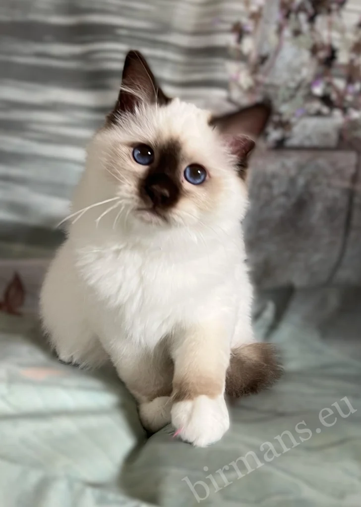 csoki Birman kiscica ülve, mancsát emeli, játékos pillanat