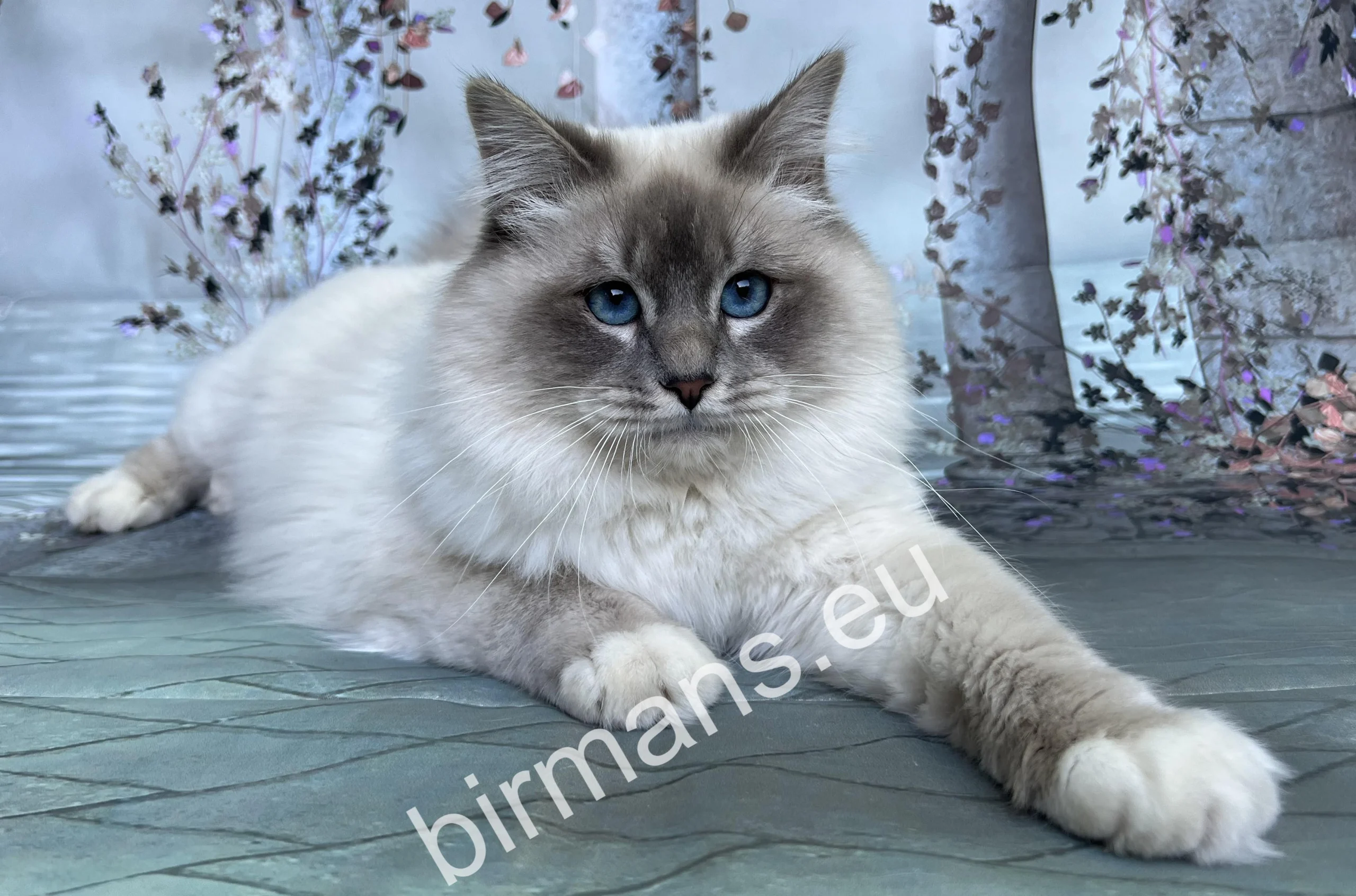 ECH Yochi de Matiyazur kék tabby Birman kandúr, gyönyörű kék szemek
