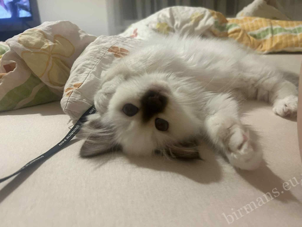 Saba Gigi Birman macska közeli portré takaróban Magyarországon – valós vevői visszajelzés, nyugodt otthoni környezet