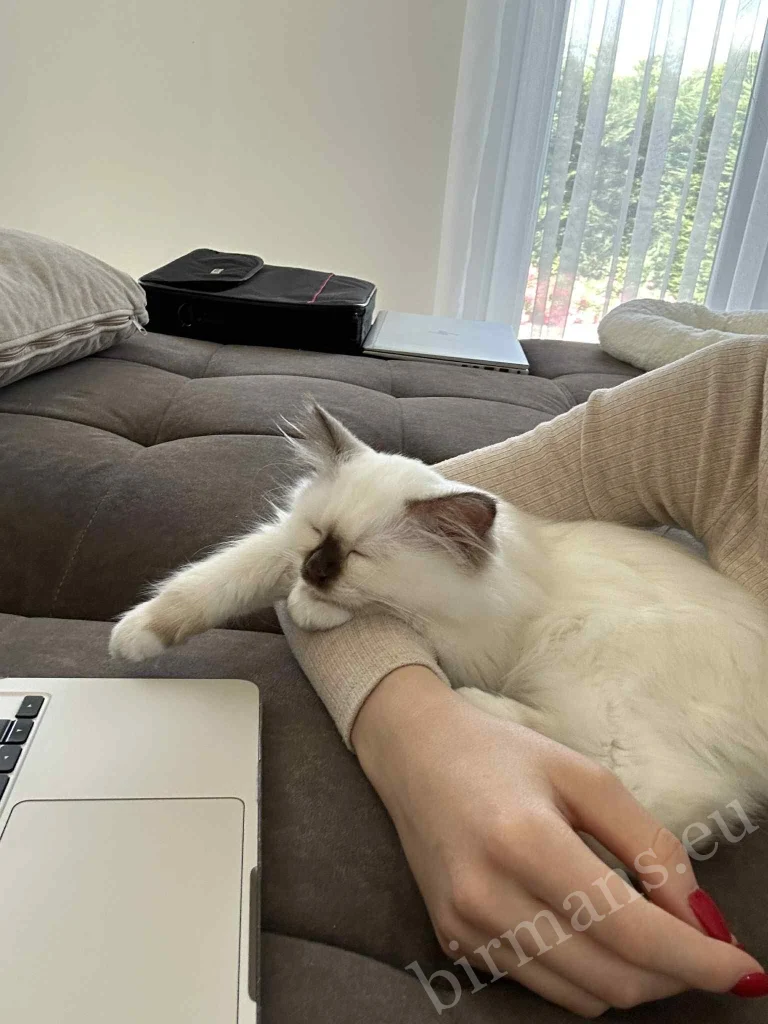 Saba Gigi Birman macska gazdája karjában alszik Magyarországon – valós vevői visszajelzés, bizalom és kötődés