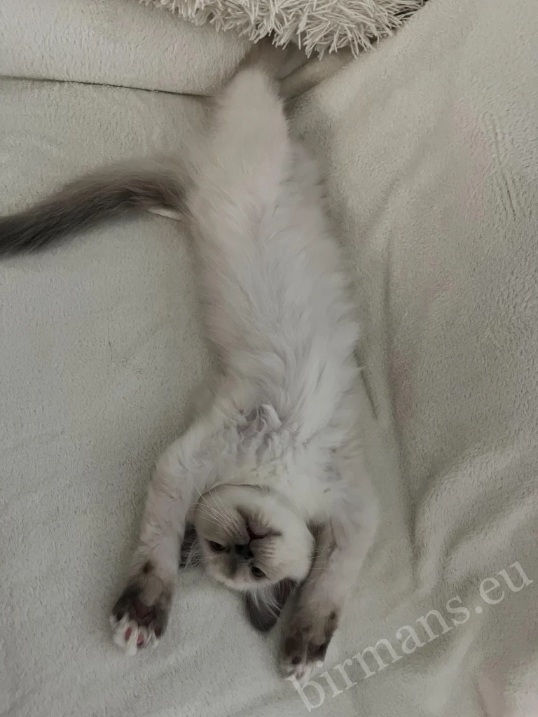 Saba Julian Birman macska kanapén pihen Magyarországon – játékos testtartás, valós vevői visszajelzés