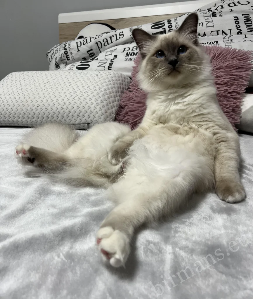 Saba Julian Birman macska tévénézés közben Magyarországon – valós vevői visszajelzés, otthoni élethelyzet