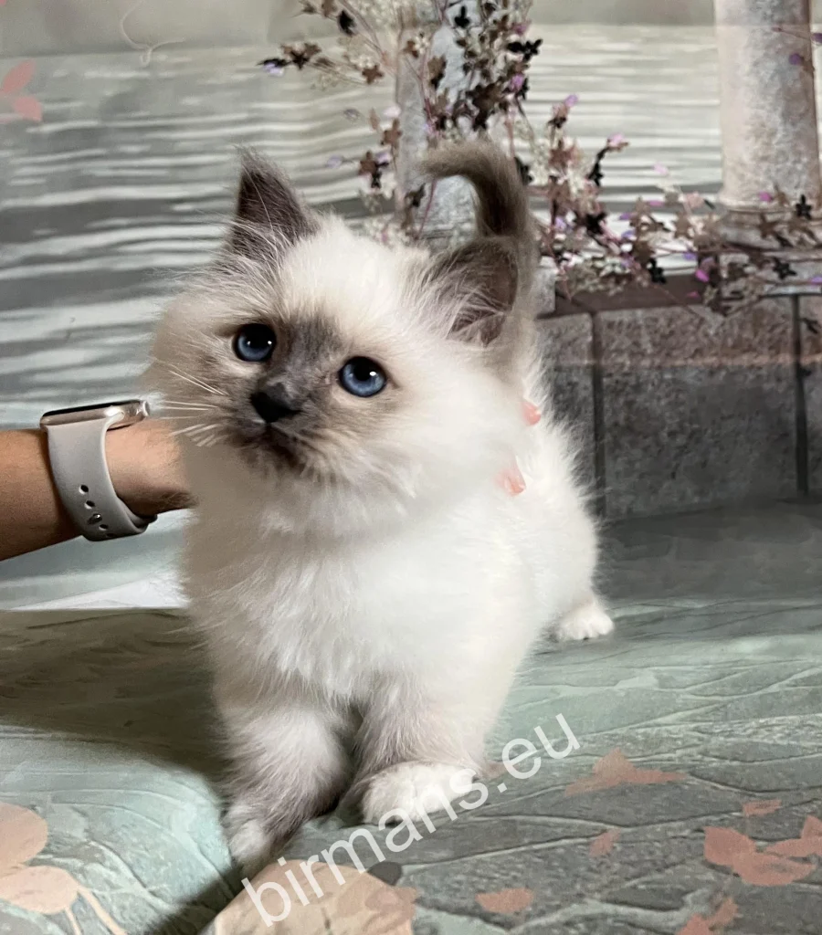 Saba Tracie Birman macska a Saba tenyészetben Magyarországon – nyugodt környezet és természetes jelenlét