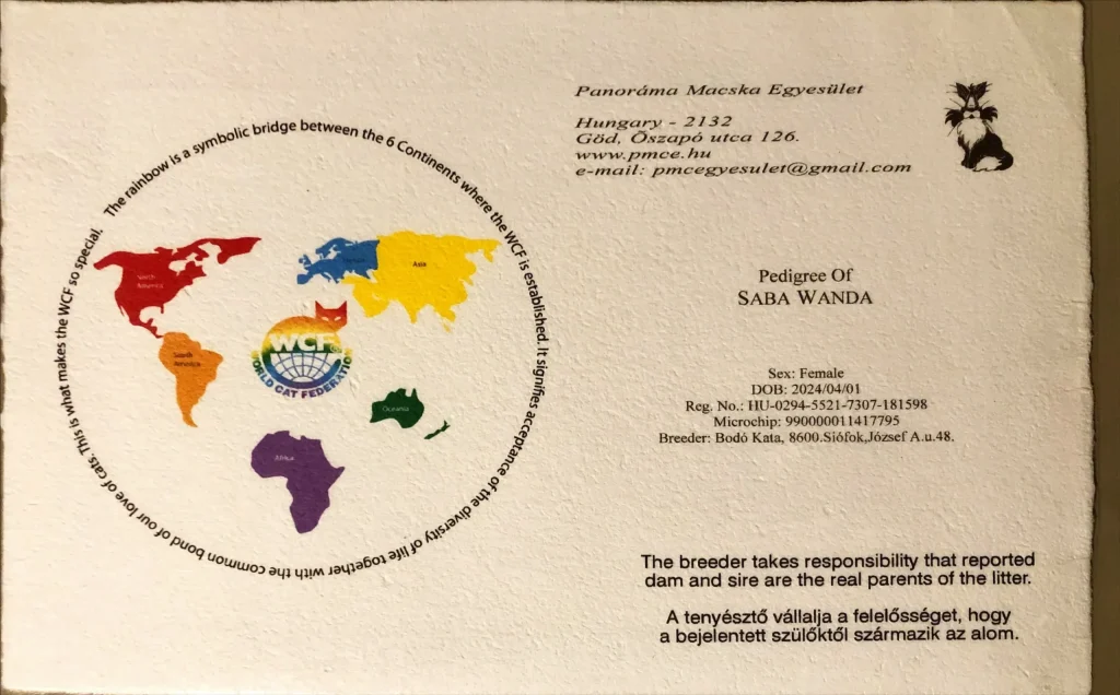 ICH Saba Wanda WCF törzskönyv – Birman macska hivatalos származási dokumentum