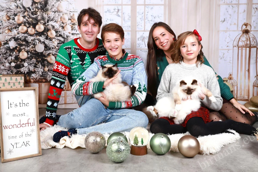 Saba Wanderer és Saba Hamlet Birman macskák a családdal karácsonyfa előtt Svájcban – valós vevői visszajelzés