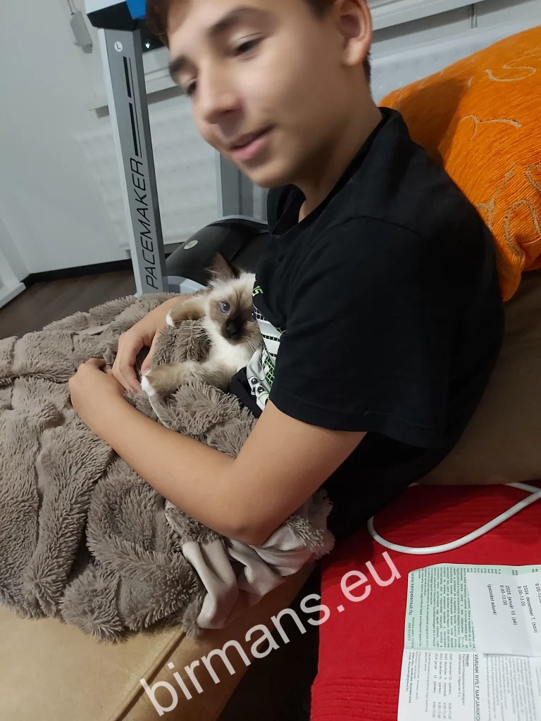 Saba Winter (Luna) Birman macska gazdája ölében pihen takaró alatt Szlovákiában – valós vevői visszajelzés