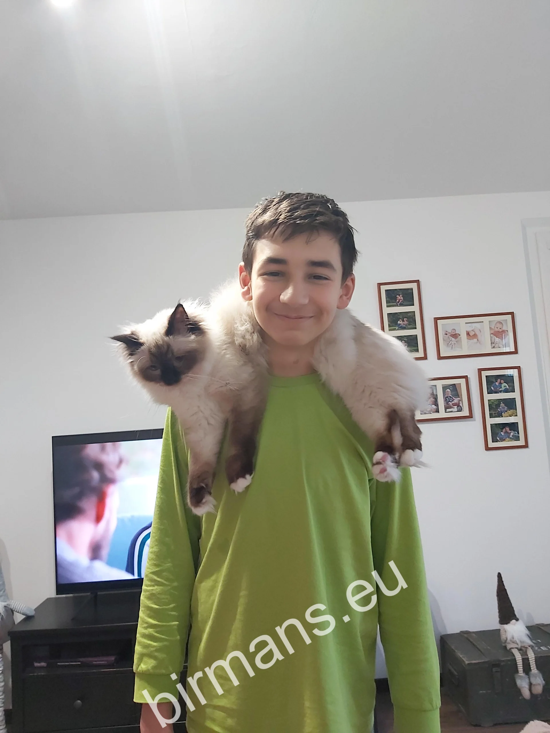 Saba Winter (Luna) Birman macska gazdája nyakában Szlovákiában – valós vevői visszajelzés