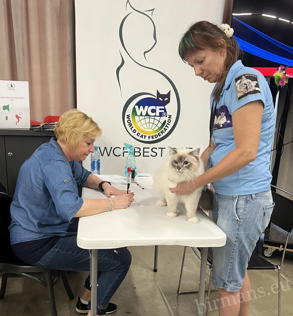 WCF bírálat Birman macskával – Saba Birman Cattery