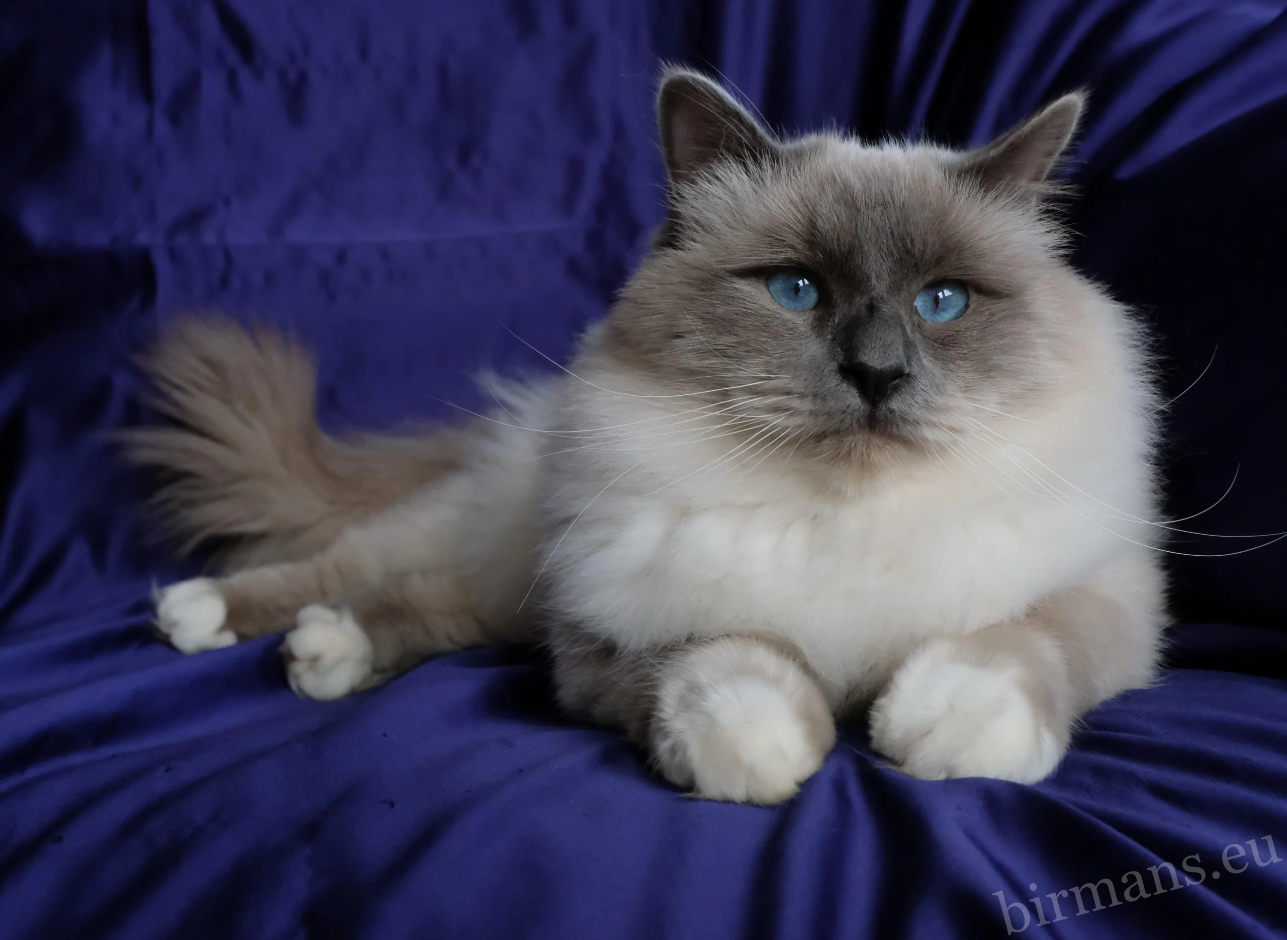 WCH Azzurro dei Baffi Buffi of Saba Birman kandúr – világbajnok portré